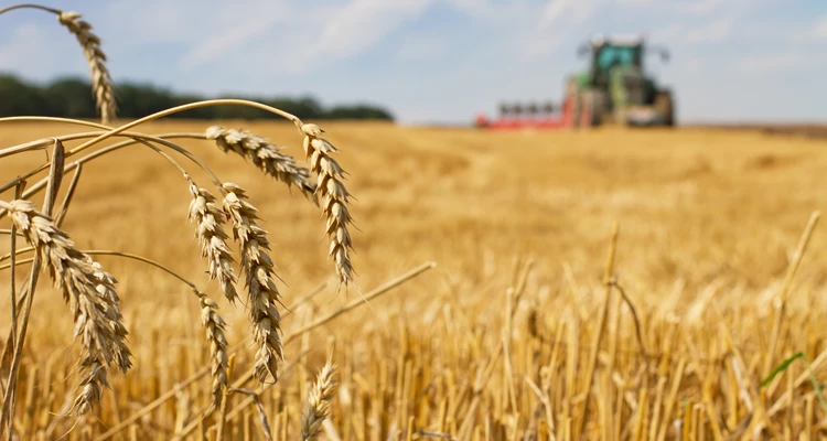 Demeter – warum diese Form des Anbaus mehr bietet als viele andere